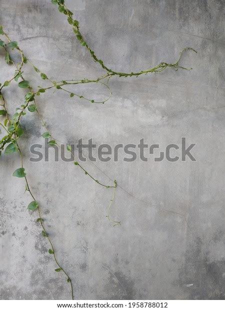 Wallpaper Wall Creeping Leaves Vines Stock Photo 1958788012 Shutterstock