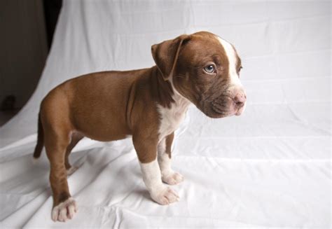 American Pit Bull Terrier Red Nose Pitbull Puppies Dogs For Sale Price