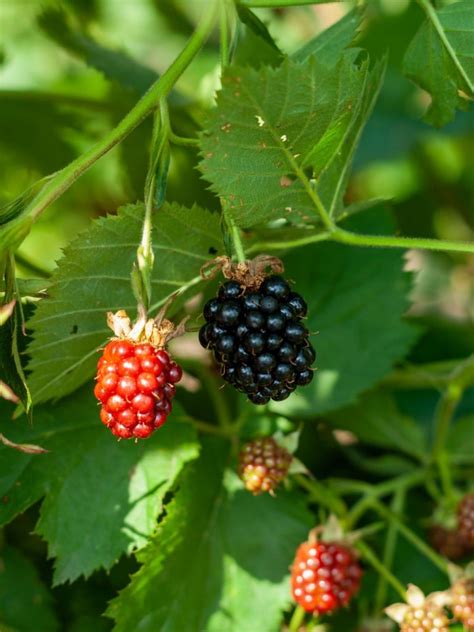 Blackberries Not Fruiting Why Your Blackberry Bush Wont Grow Berries