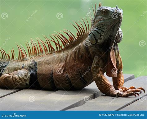 Iguana Tropical Climate Animal With Scaly Skin In Green Colors Stock