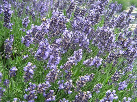 7 Simple Tips For Growing Lavender ~ Page 5 Of 8 ~ Bees