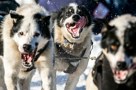 2014 Iditarod Trail Dog Sled Race Husky Dogs Dogs And Puppies Trail