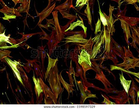 Real Fluorescence Microscopic View Human Cells Stock Photo 1598597329
