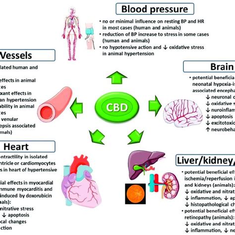 Effects Of Cannabidiol Cbd On The Cardiovascular System Under