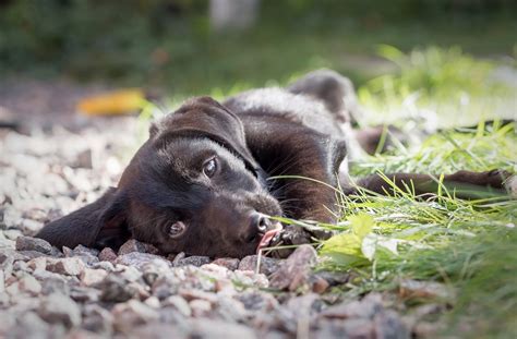 There are chewable tablets as well. Types of Mange in Dogs: Understanding the Differences ...