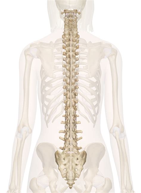 The cranial bones include occipital bone, two parietal bones, frontal bone, two temporal bones, sphenoid bone, and the ethmoid bone. Spine - Anatomy Pictures and Information