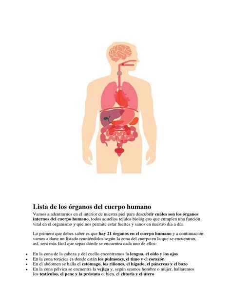 Lista De Los Órganos Del Cuerpo Humano Órgano Anatomía Corazón