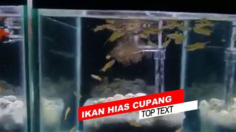 Jumlahnya yang banyak banget emang sering bikin bingung. 7 Ikan Hias Air Tawar Aquarium Terindah (Dengan gambar ...