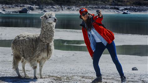 4 Lugares Peruanos Que Son Hogar De La Alpaca