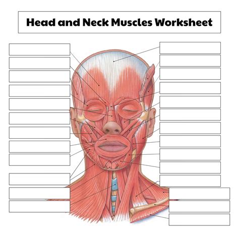 Neck Muscle Diagram Blank Head And Neck Muscles Diagram Body Images