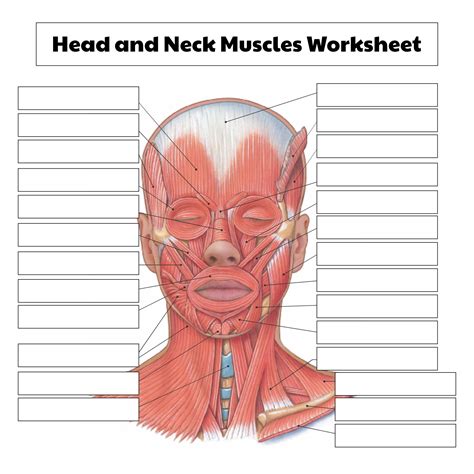 Printable Blank Muscle Diagram