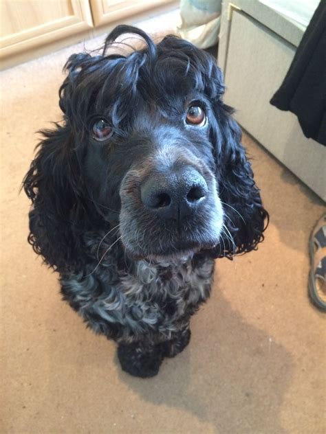 Quick hair styling for men. Hurley needs a haircut! #cockerspaniel #dog | Dogs, Cocker ...
