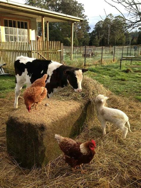 ️best Friends Farm Yard Farm Animals Pet Day