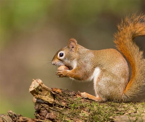 Do People Keep Squirrels As Pets James River Pest Solutions