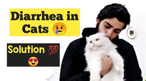 How To Treat Diarrhea In Cats And Kittens Diagnose Diarrhea In Cats