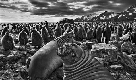 Follow sebastiao salgado and explore their bibliography from amazon.com's sebastiao salgado author page. Última semana das fotografias de Sebastião Salgado no MON ...