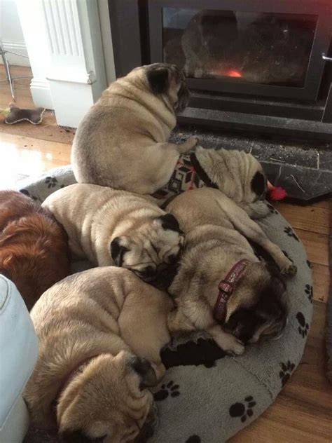 A Pile Of Pugs Pugs Cute Pugs Pug Puppies