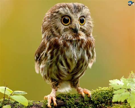 Cuteness Overloading Cute Baby Owl Saw Whet Owl Baby Owls