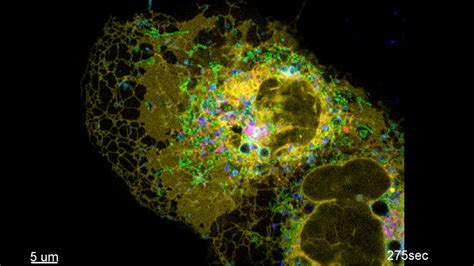 This Is The Most Complex Video Of A Real Cell Ever Made
