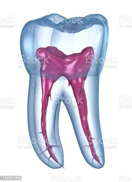 Dental Root Anatomy First Maxillary Molar Tooth Medically Accurate