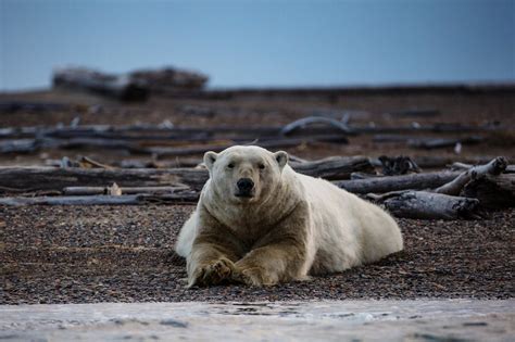 Drilling In The Arctic Questions For A Polar Bear Expert The New