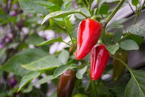 How To Grow Chilli Plants An Easy Guide To Grow Your Own