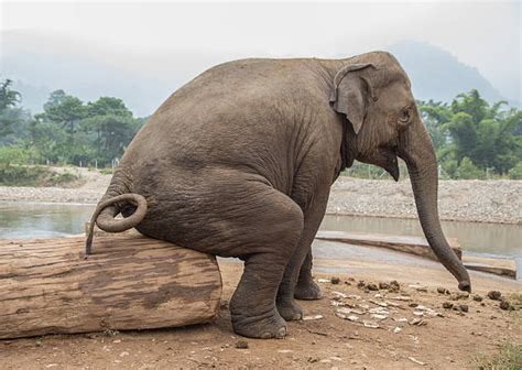 Royalty Free Elephant Sitting Pictures Images And Stock Photos Istock