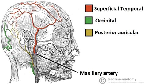 The Scalp - Layers - Innervation - Blood Supply ...