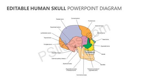 Editable Human Skull Powerpoint Diagram Check More At Pslides