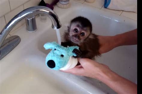 Video This Baby Monkey Was Scared To Take A Bath But Hes Finally