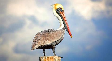 He sits on his butt and let his team lose huge. Pictures Of Pelicans - Clashing Pride