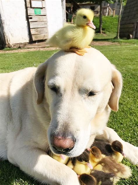 Meet The Labrador Who Adopted Nine Orphaned Ducklings Pics