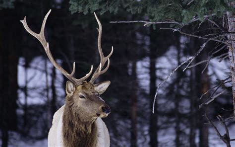 Whitetail Deer Desktop Backgrounds 58 Images