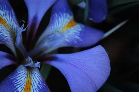 Beautiful Iris Photos