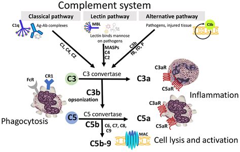 Frontiers Essential Role Of Complement In Pregnancy From