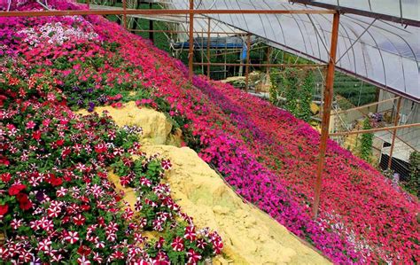 The retreat has a diverse population of more than 43,000 people. Rose Garden | Visit Malaysia: Cameron Highlands | Foto ...