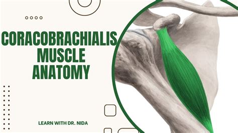 Coracobrachialis Muscle Anatomy Origin Insertion Nerve Supply