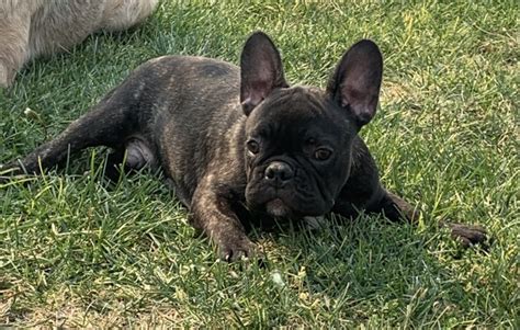 Merle french bulldog colors are rare and of course in the higher price. Black Brindle French Bulldog boy - Nex-Tech Classifieds