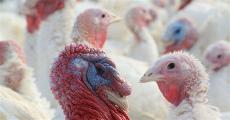 Purchasing and preparing the turkey for thanksgiving has taken on a kind of mythical status through the years. Where to buy fresh turkey