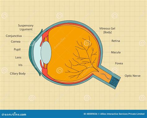Concept Of Health And Medical With Human Eye Stock Illustration