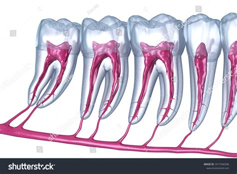 Dental Root Anatomy Xray View Medically Stock Illustration 1911940396 Shutterstock