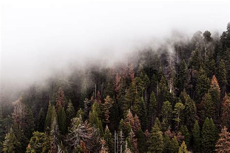 Royalty Free Photo Aerial Photography Of Pine Trees With Fogs Pickpik