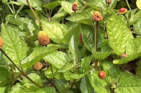 How To Grow Toothache Plant Spilanthes Acmella Gardening Channel