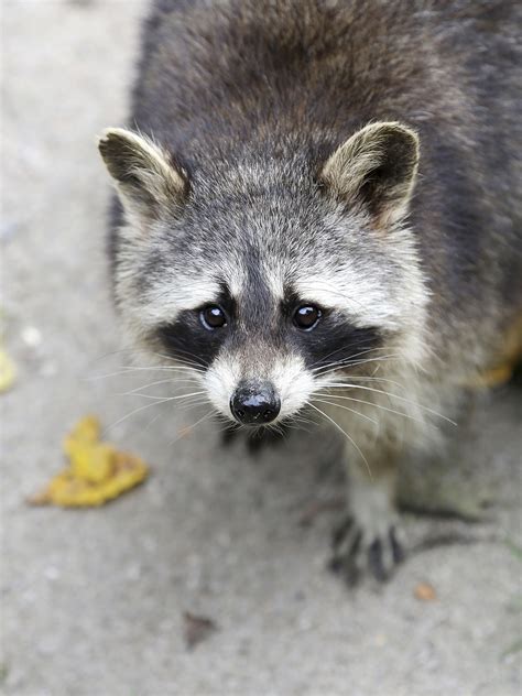 Raccoons Are Mischievous Little Critters And Can Be Quite The Handful