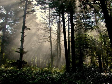 Misty Forest By Jackielucien Misty Forest Forest Misty