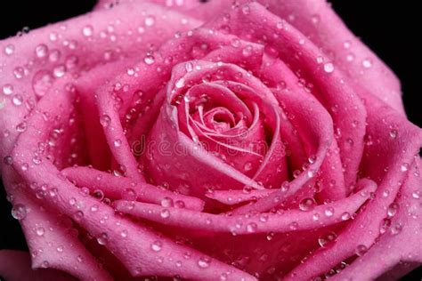 Pink Rose Close Up As Background Stock Image Image Of Beautiful