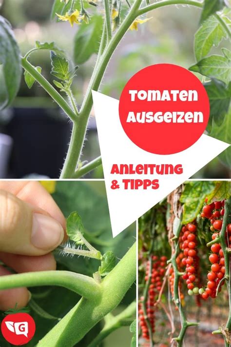Beim säen von tomaten ist gutes timing wichtig: Tomaten ausgeizen - Anleitung und Tipps | Anleitungen ...