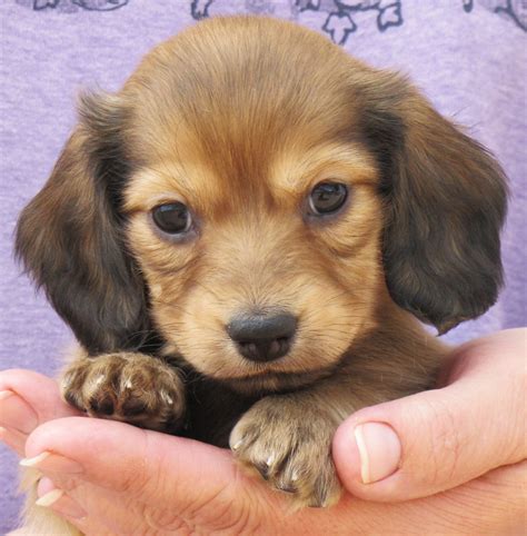 These little guys are so goofy and love to play with kids, especially. Long haired dachshund, English and Dachshund on Pinterest
