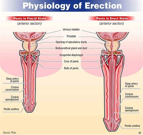 Sure, it doesn't sound like high. Physiology of the erection | Health24
