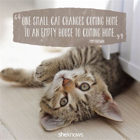 50 cat quotes that only feline lovers would understand cat love quotes cat quotes crazy cats